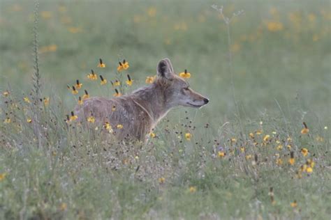 Free Images Nature Grass Wilderness Meadow Prairie Wildlife Coyote Fauna Hare