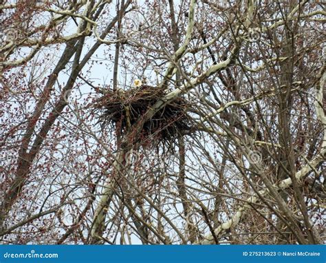 Bald Eagle Sitting On Nest In Fingerlakes Woods Stock Image Image Of Mudflats Access 275213623