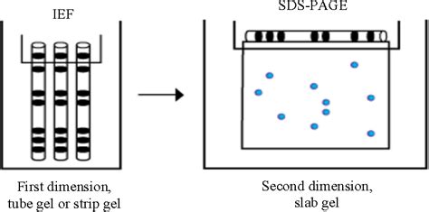 Pdf Two Dimensional Gel Electrophoresis Semantic Scholar