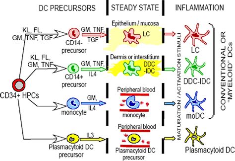 Dendritic Cells Antigen Presentation