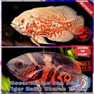 Jual Ikan Hias Predator Oscar Albino Dan Oscar Tiger Batik Ukuran 8 9cm