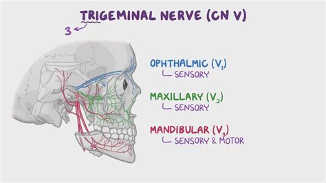 The Trigeminal Nerve Cn V Course Divisions Teachmeanatomy 49 Off