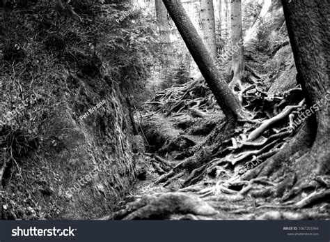 33 Narrow Dark Path Forest Black And White Images Stock Photos