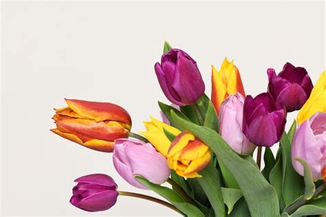 Premium Photo | Colorful tulips