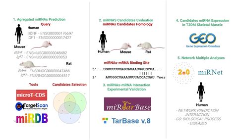 SciELO Brasil Evaluation Of MiRNAs Regulation Of BDNF And IGF1