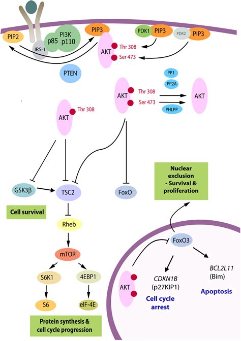 Frontiers The Pi K Akt Pathway In Tumors Of Endocrine Tissues