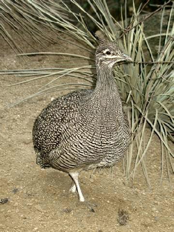 Elegant Crested Tinamou Eudromia Elegans BirdWeather