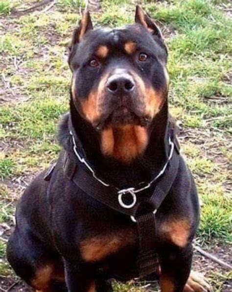 How Big Do Rottweiler Pitbull Mixes Get? – Golden Bailey Dogs