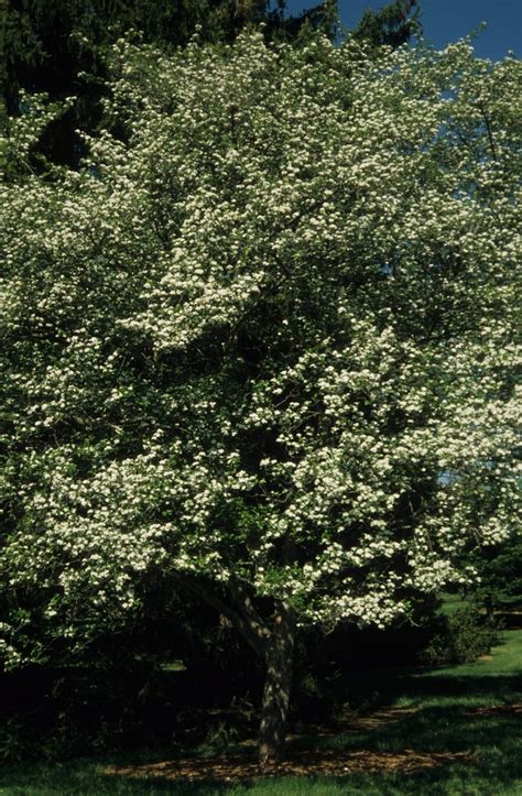 Crataegus Viridis Winter King Winter King Hawthorn Pots And