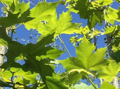 Platanus x hispanica • Viveros Borrazás
