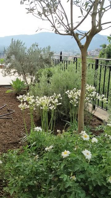 Giardino Pensile Con Vista Sul Porto Di Rapallo Work In Progress