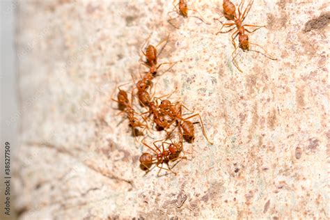 Many red ants were fighting fierce to protect the territory Stock Photo | Adobe Stock