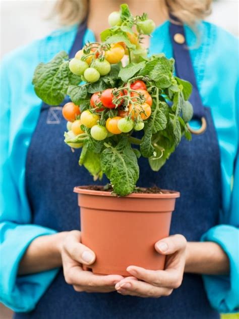 Como Plantar Tomate Dicasparaviverbem