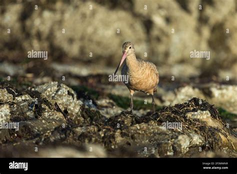 Marbled Godwit Limosa Fedoa Foraging Along Shoreline Pillar Point