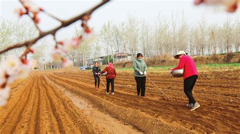 【多措並舉確保糧食安全——春耕備耕】田間地頭一派繁忙景象 新浪香港