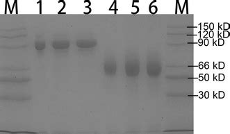 Sds Page Analysis Of The Purified Ahas Enzymes Lane Gstahash Lane