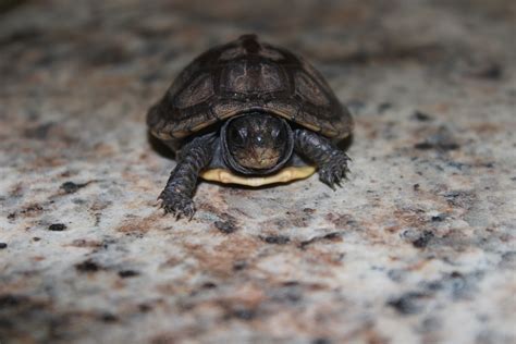 Baby box turtle....so freakin cute!! Box Turtle, Herbivores, Baby Box ...