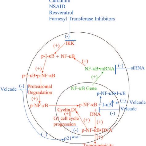 Diagram Illustrating Essential Components Of The Nf κ B Pathway To Download Scientific Diagram