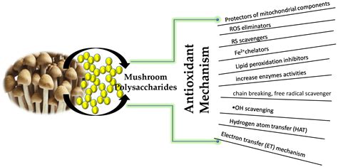 Antioxidants Free Full Text Antioxidant Activity Of Mushroom