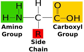 What is Amino acid and its Structural Chemistry?