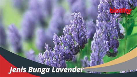 Jenis Bunga Lavender , Mengenal Dan Perawatannya