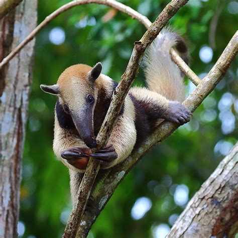 Tamandúa Norteño Tamandua Mexicana · Naturalista