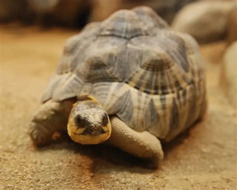 Radiated Tortoise - Facts, Diet, Habitat & Pictures on Animalia.bio