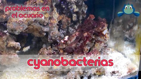 Cyanobacteria Algas Marino Problemas En El Acuario Youtube