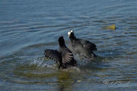 Foulque Macroule Fulica Atra Eurasian Coot Norbert Bosset Flickr