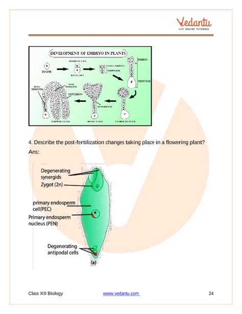 Cbse Class 12 Biology Chapter 2 Sexual Reproduction In Flowering Plants Important