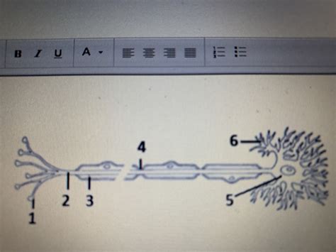 Neurons Diagram Quizlet