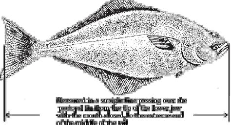 Alaska Halibut Size & Weight Information | Homer Halibut Hunters