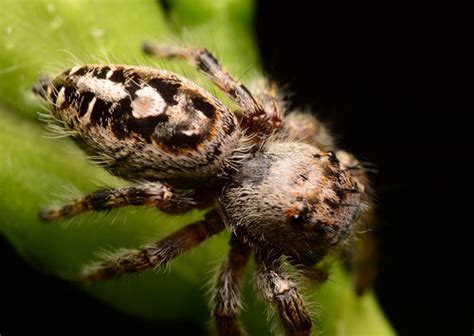 Putnam S Jumping Spider Arthropods Of Long Branch Glencarlyn Park