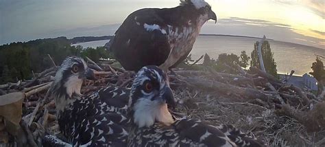 The Osprey Nest Cam Is Now Live Herrington Harbour Marinas