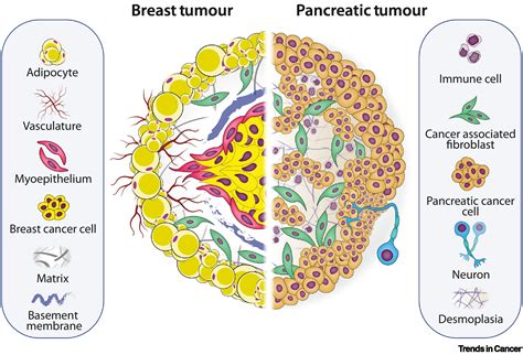 Tumour Microenvironment 3D Modelling Simplicity To Complexity And Back