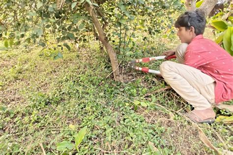 Pruning of lemon tree - Amrut Krushi Natueco Science