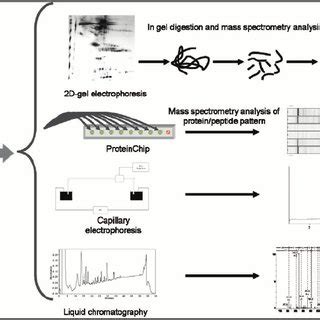 Gel Based And Gel Free Proteomics Methods In Urinary Proteome Analyses