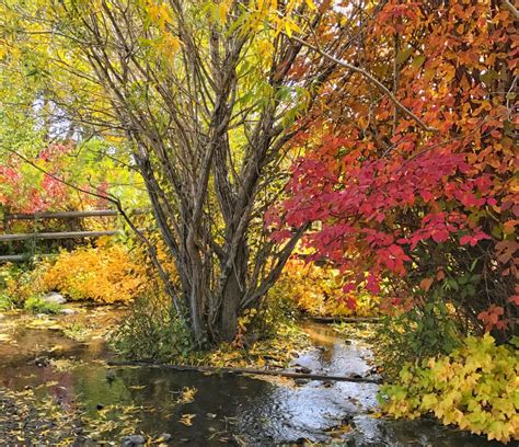 Fall Colors in Yellowstone - A Yellowstone Life