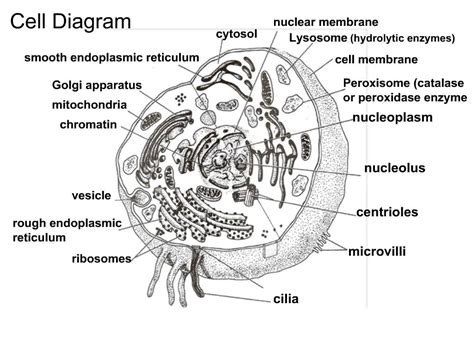 PPT - Cell Diagram PowerPoint Presentation, free download - ID:793554