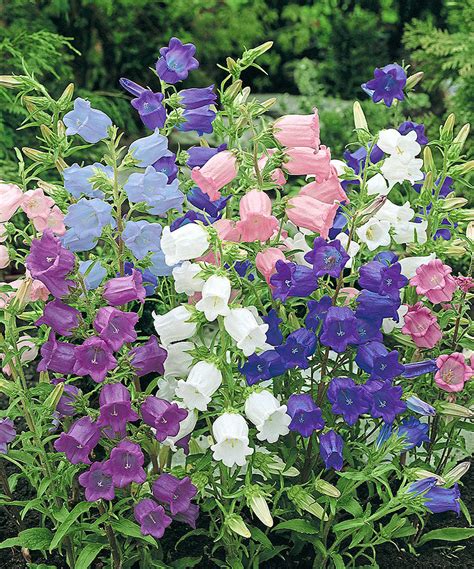 Canterbury Bells Mixed 7cm Modules J Parker Dutch Bulbs