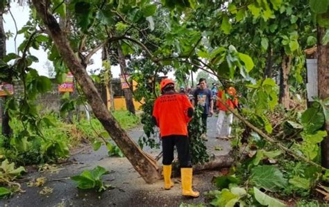 Hujan Disertai Angin Kencang Terjang Jombang Sejumlah Pohon Tumbang