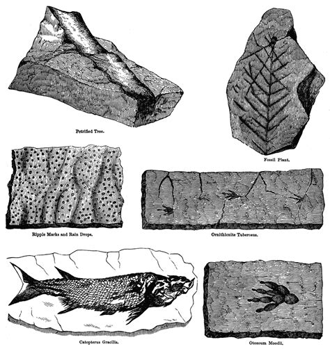 Fossils | ClipArt ETC