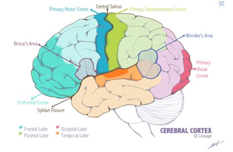 Module Studying The Brain And Older Brain Structures Flashcards