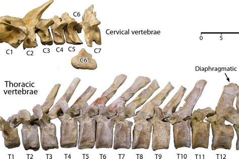 Ancient whale species sheds light on shift from limb- to tail-powered swimming - UPI.com