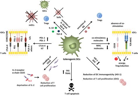 Frontiers Tolerance Through Education How Tolerogenic Dendritic