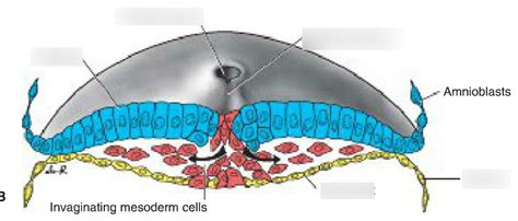 Gastrulation Diagram | Quizlet