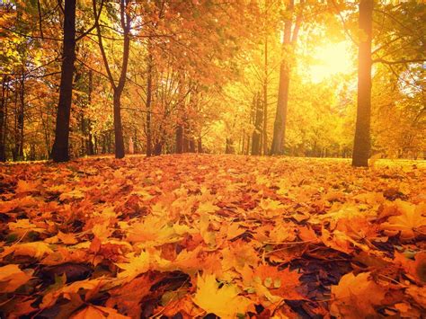 Descubre por qué las hojas de los árboles se caen en otoño Me lo dijo