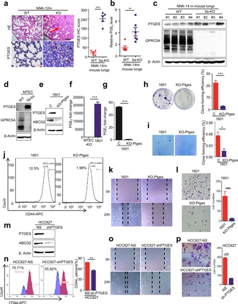 Ptges Pge2 Signaling Links Immunosuppression And Lung Metastasis In