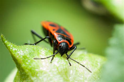 Blog About Boxelder Bug Home Infestations