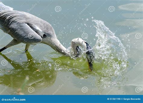 Herons Hunting Stock Photo Image Of Brazil Bird Heron 51361190